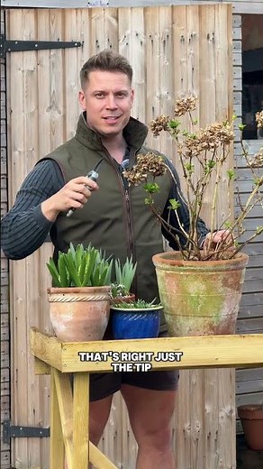 Mop head and lace Hydrangeas pruning