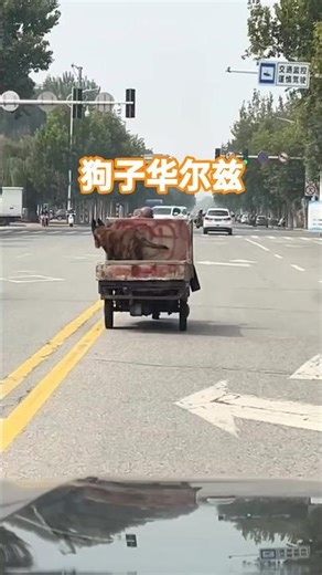 「狗子三輪板車蹦迪現場！跳上跳下＋圍車狂跑，Dog Tricycle Party 永不散場」