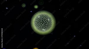 a single colony of the green alga Volvox, revolving under the microscope like a planet in the dark universe. Various micro organisms come to visit. 400x magnification, dark field microscopy Stock Video