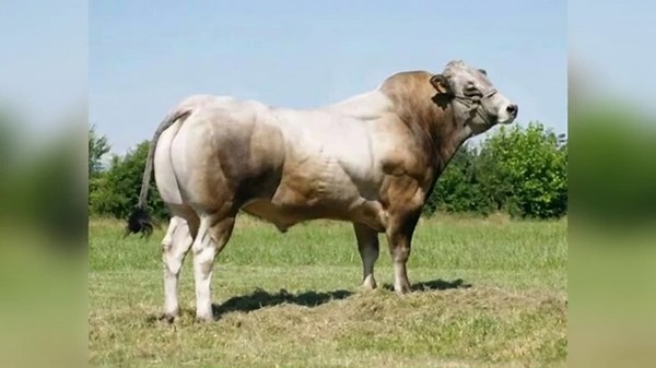 Unbelievable Muscle! Meet the Belgian Blue Bull - Nature’s Bodybuilder!