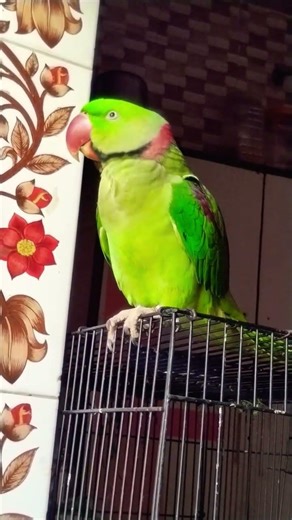 25 March 2026 parrot Original Sound 🦜💗Bolne Wala Tota 😍💗🦜#mitthu#parrot #talkingparot#mithukibatain