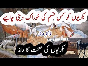 Goat Feeding with Dr Arshad | Goat Farming | Goat Nutrition in Pakistan