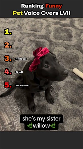 Ranking Funny Pet Voice Overs LVII #comedy #funny