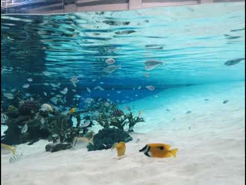 Reflection mulan ムーラン Piano，guitararrange cover