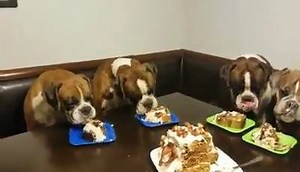 So my babies turned 2 today! Mom and grandma are on the ends! Hubby baked them a cake! Love these babies so much! 🐶🎁🍰🎂🤩💋💝 Here's the recipe below! We doubled the frosting ;) Sweet and Salty Dog Birthday Cake - Parsnips and Pastries #boxermom: Heidi Johnson-Mikolajczyk | OH MY BOXER
