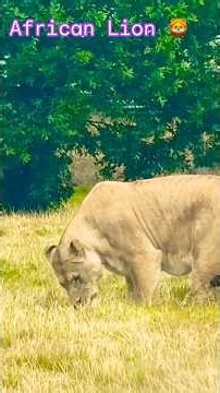 African Lion 🦁 at Woburn Safari Park