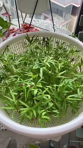 Creative Mini Garden 71 | Mini Garden