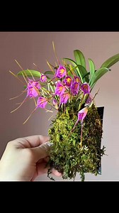 Orchid Quest 2026 will feature displays, vendors, and lectures featuring orchids of all shapes, sizes, and colors including miniatures like these grown by a local Madison enthusiast. Feb 7-8 at Monona Terrace. | Orchid Quest