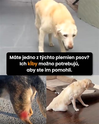 13 reactions | Väčšina majiteľov psov nevenuje pozornosť zdraviu kostí a kĺbov ich miláčikov, až kým nie je už príliš neskoro … Zistite, čo musíte urobiť, aby bol aj váš pes zdravý a šťastný | SciPet Dogs | Facebook