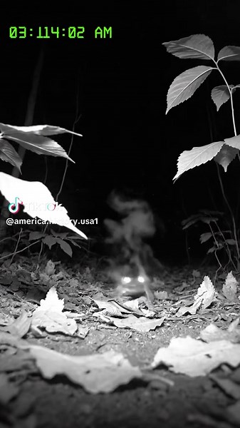 america.history.usa1 (@america.history.usa1)’s videos with original sound - america.history.usa1