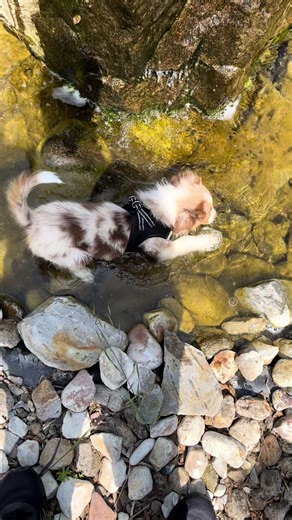 Understanding Australian Shepherd Puppies and Their Care