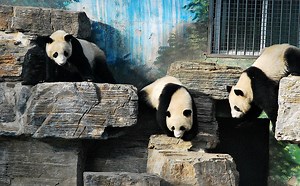 Panda three-way leads to big-time baby daddy drama