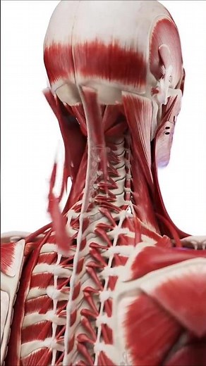 Nick Muscles in 3D #shorts #shortsfeeds #nickmullen