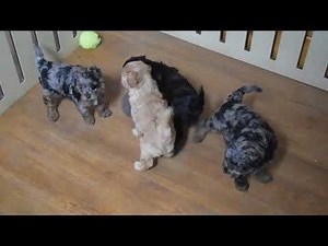 Cavapoo Puppies for Sale
