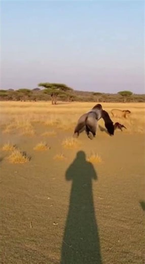 Silverback FIGHTS Lion - SAVES Baby 🤯 #shorts #trending #viralshort