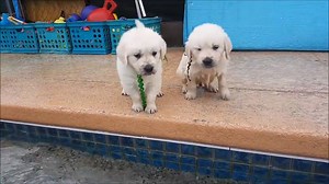 These puppies swim for the first time and it will be the most adorable thing you'll see all day... | Labrador Retriever Lovers