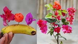 Grow Roses And Confetti 2 In 1 | DIY Balcony Garden