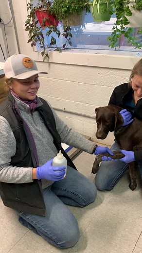 Cephalic Vein Blood Draw on a Dog Tutorial