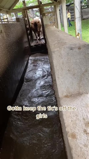 Tick Dipping: Cattle Care in Action