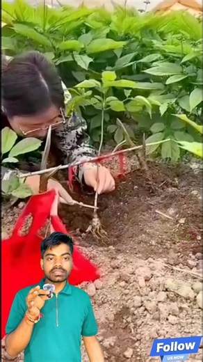 उड़ने वाला जादुई पौधा? 😱 Ginseng Plant Mystery & Facts! ✨ #facts #mysteryplant #ginseng