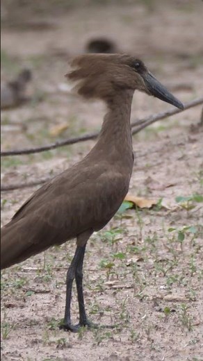 Meet the Hammerhead Bird with Serious Style | Peaceful_Tranquil