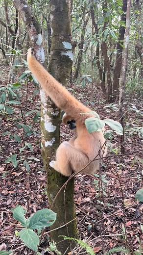 The most playful animal. #animals #PlayfulMoments #playful #recreation | Gibbon Conservation