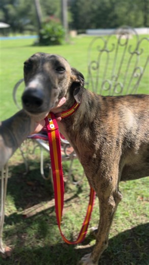 Understanding Galgos y Liebres: Cultural Insights from Spain