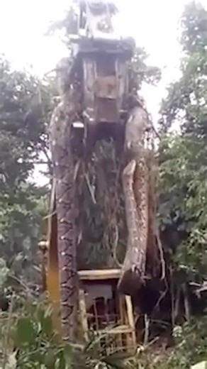 471K views · 2.1K reactions | Giant Anaconda: 33ft Monster Found In The Amazon #amazon #anaconda | Most Amazing Top 10 | Facebook