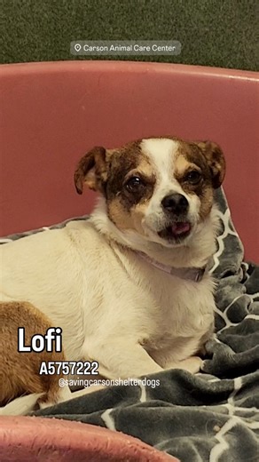 ✳️LOFI ✳️ #A5757222 He was found with a microchip and he’s on hold for his owner until March 6 🔹Terrier 🔹Male 🔹AGE: 4 years old 🔹ARRIVED: 2026-02-22 🔹ID HOLD 🔹ON HOLD UNTIL: 3/6/2026 🔹Carson Shelter - 310-523-9566 for INFO 🔹Mon-Sat 11-5pm, Closed Sunday 🔹216 W Victoria St. Gardena, CA 90248 _______________________________________ 🟣 CAN YOU FOSTER? If you’re in LA, OC, San Bernardino or Riverside County and would like to apply to foster a Carson pup, please complete the online foster ap