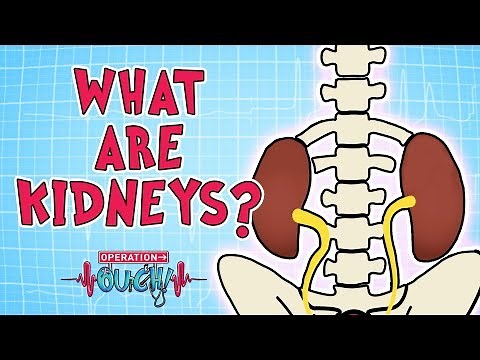 Operation Ouch - What are Kidneys? | Biology for Kids
