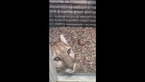 Mountain Lion Jumps Into Home's Window Well