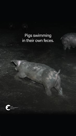 Farm Transparency Project on Instagram: "Living in deep pools of waste, sleeping on piles of filth, and corpses drowned in faeces. These are the horrors found within the ‘Eco Sheds’ of Andgar Piggery in Dublin, South Australia. Eco Sheds are designed to be a “higher welfare”, “environmentally friendly” alternative to standard pig sheds. The industry would tell you that these sheds allow pigs to sleep in dry, comfortable environments where they can act out their natural behaviors. But what our ca