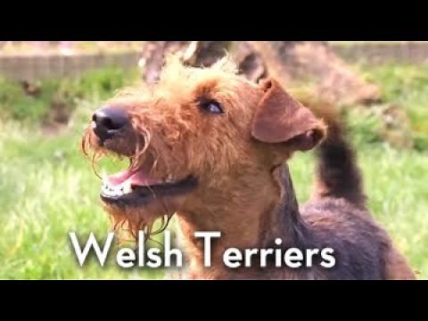 The Welsh Terrier - Bests of Breed