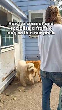 PART 2 - Inappropriate play behavior can occur for several different reasons.#dogbehavior #dog