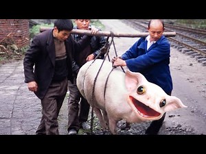 These Are 10 Most Interesting Hybrid Animals