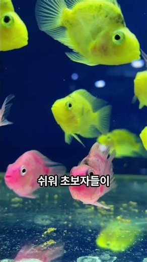 열대어 선택 : 국민 열대어 TOP 5