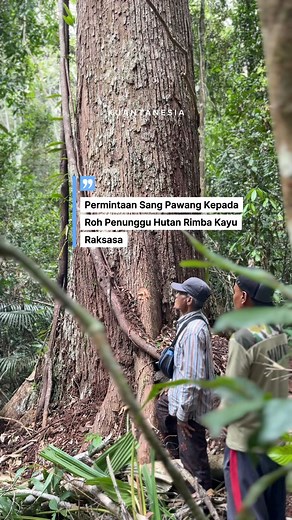4M views · 75K reactions | Bagian 14 Manumbang Kayu Jalur | Permintaan Sang Pawang kepada roh penunggu hutan rimba kayu raksasa #pacujalur #mistis #unik #hutanrimba | Kuantanesia | Facebook