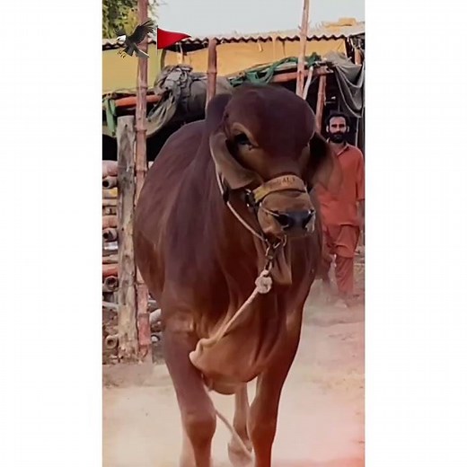 Lall Beauty of DS Cattle Farm | DS Cattle Farm #cattlefarm #cattleamazeofficial