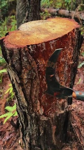 Traditional Wood Bark Stripping with a Manual Billhook 🌲🪓✨