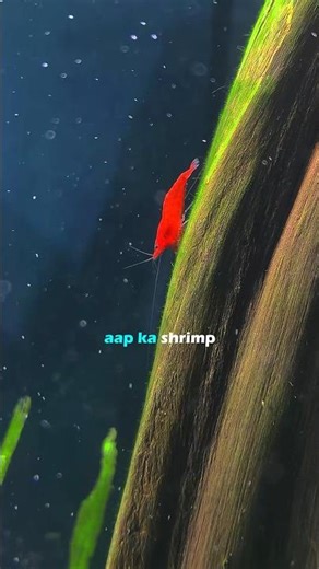 How to care Shrimp ✅ || breeding || cherry shrimp ✅||#shrimp #howto