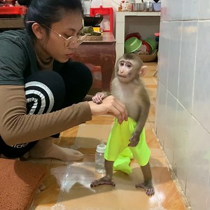 Smart baby monkey ROJO playing with mommy after that watching movies | Monkey ROJO