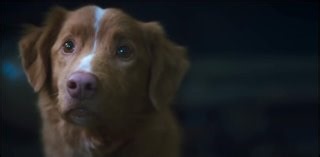 Good Boy Trailer (2025) | Movie Trailers and Videos