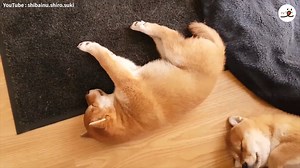 163K views · 10K reactions | One nap a day keeps doctors away梁 | PECO | Facebook