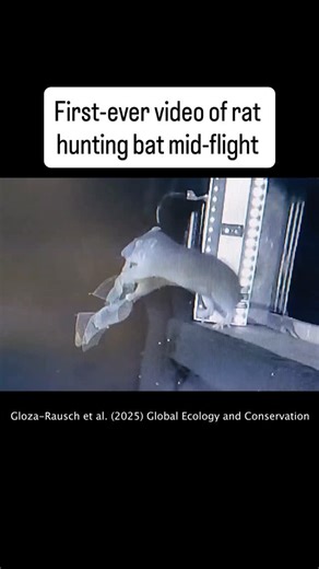 Popular Science | Researchers in Germany have recorded the first images of a brown rat—the kind that run rampant in the New York City subway—grabbing bats... | Instagram