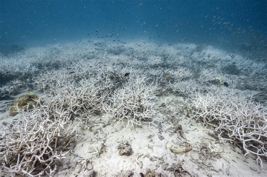 Corals are disappearing, pushing Earth to its first major ‘tipping point’