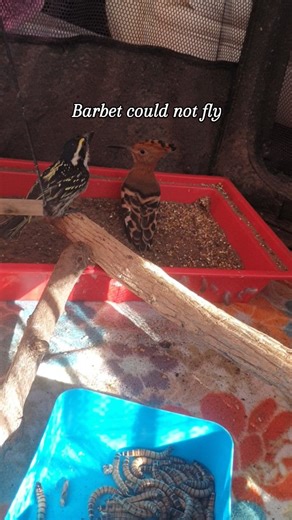 Interestingly both the birds in this video make the sound Hooop hoop hoop hoop.... but different tones, speed and meanings. The Acacia pied barbet has a few other sounds it makes, like Ehh Ehh ehhh The African Hoopoe also does a sound if you hold him, and his unhappy, sounds like oink oink Hope damaged her tail feathers in rehab, but can operate very well with this shorter tail. Releaseday coming close. Tweet Tweet 0785177061 text only nr Whatsapp welcome #africanhoopoe #acaciapiedbarbet #hoopoe