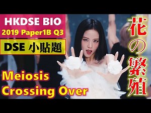 DSE Bio│HKDSE 2019 1B Q3│flower meiosis 花之減數分裂│crossing over 互換│Faith Education {雙語Bilingual}