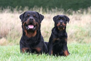 Rottweiler Facts You May Not Know
