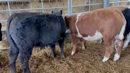 Melton Mowbray Market on Reels