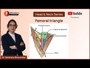 Femoral Triangle